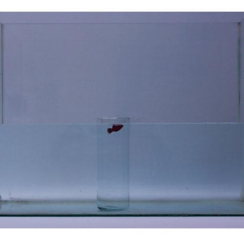 O que nos separa é quase | [in]visível | Wich split us is quite [in]visible