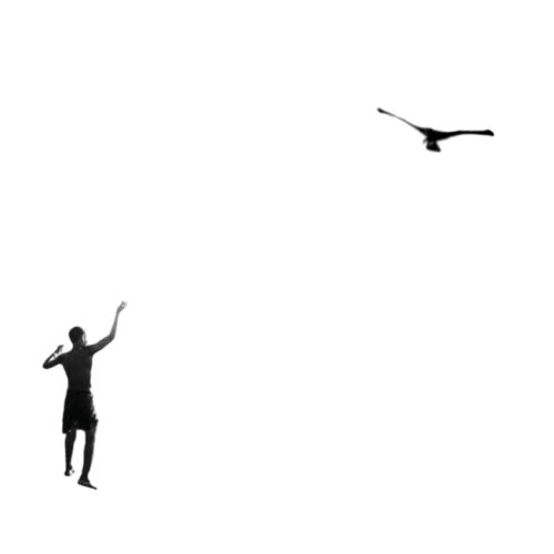 Soltador de pássaros | Fly a bird